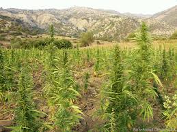 Maroc : 760.000 tonnes de cannabis produits par an