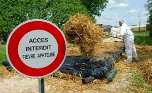 16 wilayas touchées par la fièvre aphteuse qui se propage sur fond de déficit de vaccins