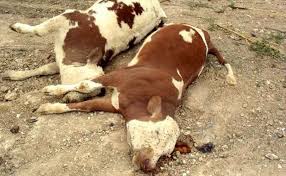 La fièvre aphteuse se propage à Tizi Ouzou : 17 foyers, plus d'une centaine de bovins contaminés