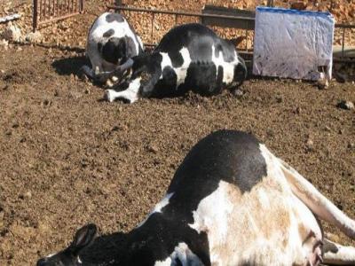 Fièvre aphteuse : 2.500 têtes bovines ont été abattues
