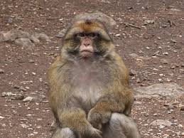 Des singes attaquent un village pour se nourrir à Tizi Ouzou 