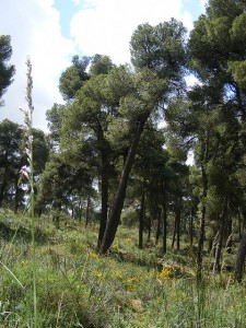 Sidi Bel Abbes : L’ANP accroche un groupe terroriste