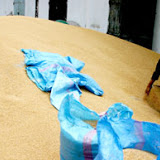 Saisie de 32.000 tonnes de blé, impropre à la consommation, au port d'Alger
