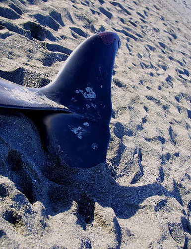 Un dauphin échoue sur une plage à Dellys (Boumerdes)