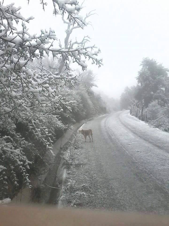 Plusieurs routes bloquées par la neige en Haute Kabylie