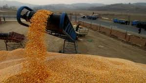 L'Algérie a importé pour plus de 3,5 milliards de dollars de céréales en 2014