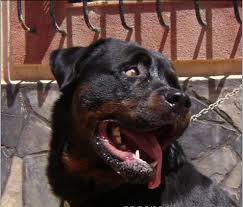 Un petit garçon mordu à mort par un chien à Bordj El-Kifan ( Alger)