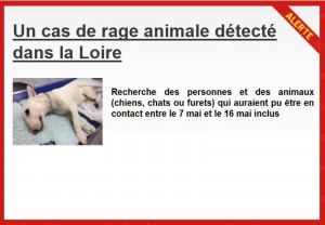 France : De retour d'Algérie, un chien mort de la rage, 6 hommes recherchés