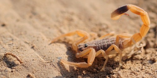 La polyclinique était fermée la nuit, elle succombe au venin d'un scorpion qui a piqué trois sœurs