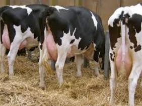 50% du cheptel laitier perdu à cause de la hausse des prix de l’aliment du bétail