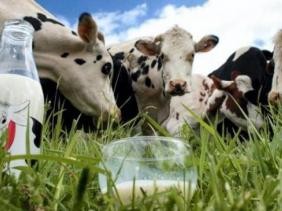 Les éleveurs obtiennent une hausse de 4 da du prix du litre du lait cru