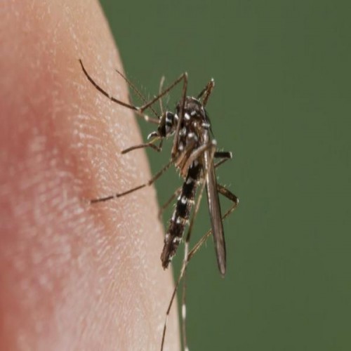 L'Algérie n'a enregistré aucun cas de "virus Zika"