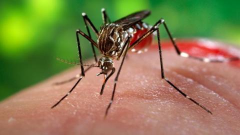 Alerte au virus Zika en Algérie : la santé se mobilise