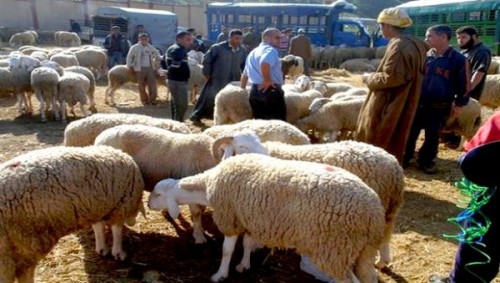 Le ministère de l’agriculture aménage des espaces de vente du mouton à l’approche de l’Aid