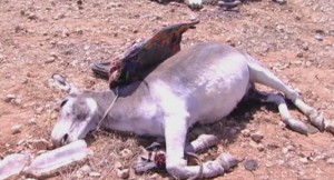 Privé de véhicules, Daech monte… des ânes (Vidéo)
