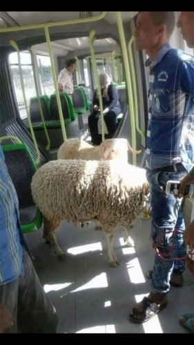 Mouton de l’Aïd : Quand la viande rouge devient verte !