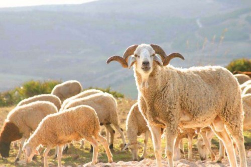 Le ministère de l'agriculture enquête sur des viandes ovines putréfiées